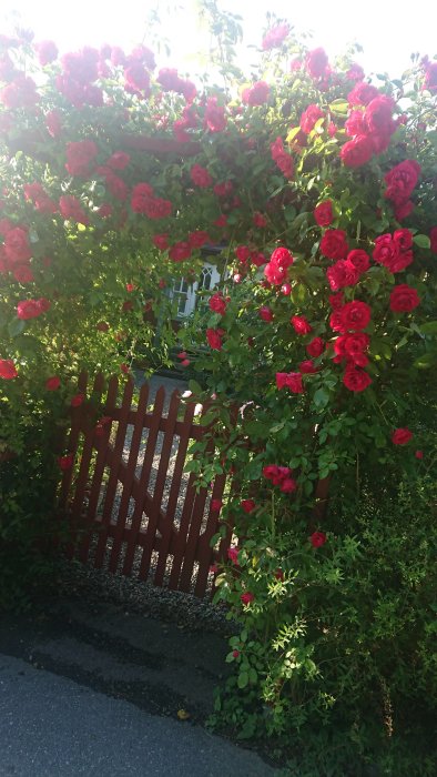 Närbild på rosa 'Flammentanz' ovanför ett rött staket med gröna lövverk i trädgårdsmiljö.