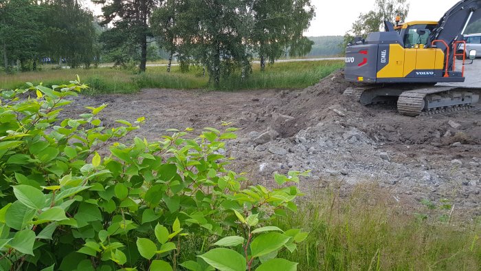 En grävmaskin avlägsnar jord nära parkslideväxter vid en väg på Tjörn, Sverige, i en saneringsprocess.