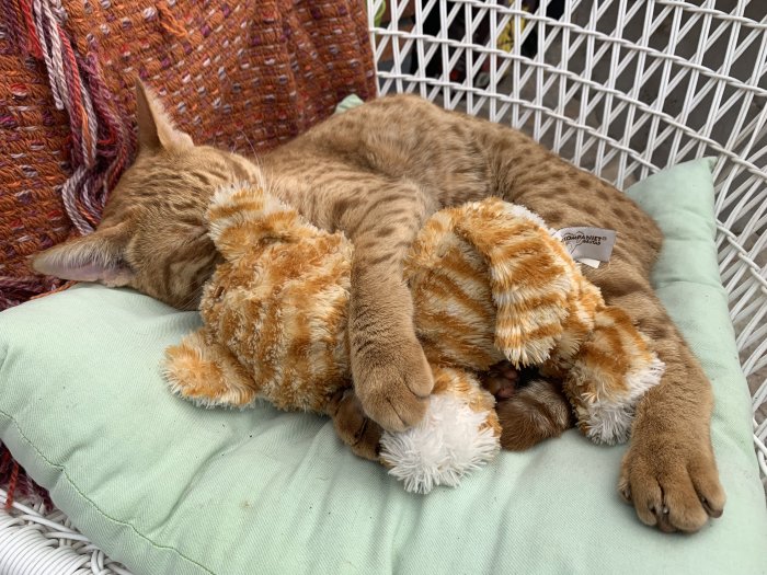 En orange tabbykatt sover tätt intill ett färgmatchat gosedjur på en grön kudde.