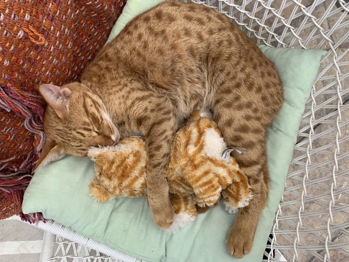 En sovande rödbrun katt som kramar ett gosedjur med liknande färgmarkeringar.