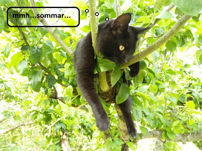 Svart katt som ligger avslappnat på en gren i ett träd med gröna blad och tänker på sommaren.