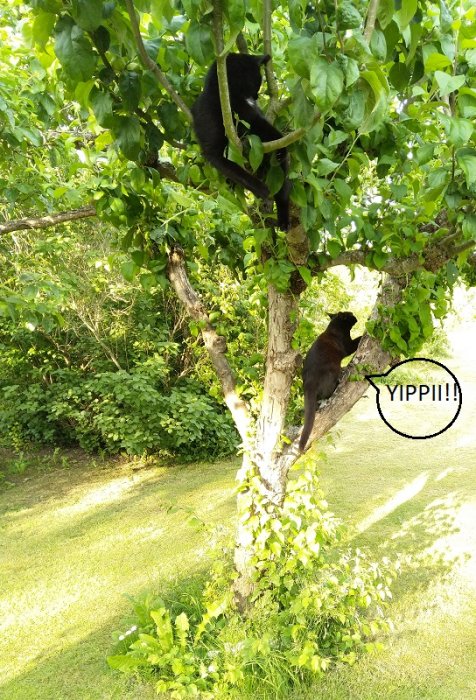 Två svarta katter i ett träd, en klättrar upp och den andra tittar upp, med serietidningsrutan "YIPPI!!