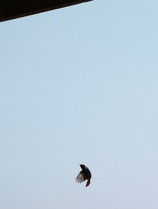 Fågel i flykt mot en klar himmel, fångad med mobilkamera.