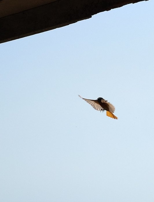 Rödstjärtfågel i flykt under verandans takhörn mot en klarblå himmel.