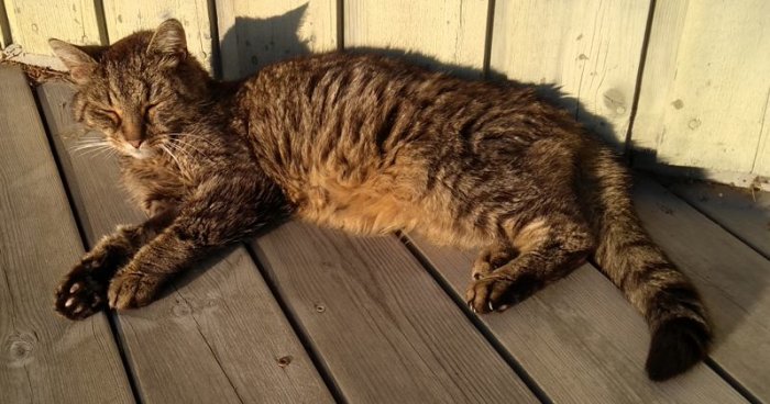 En mager, äldre katt ligger på en trätrall i solskenet, ser trött och tunn ut.