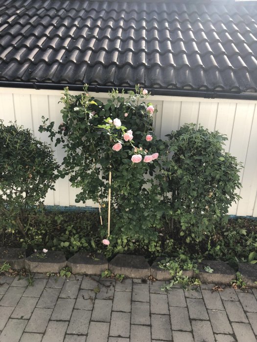 Långväxta rosbuskar med några rosa blommor framför en vit husvägg och under ett svart tak.