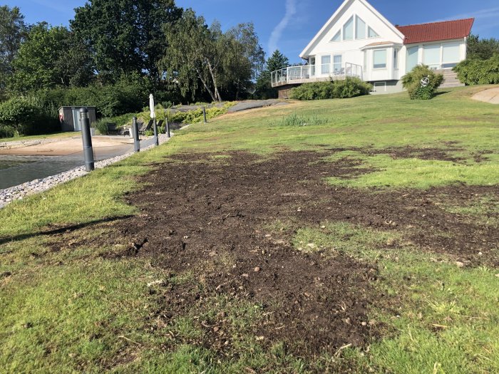 Ojämnt gräs med fläckar av bar jord på en trädgård framför ett vitt hus med veranda.