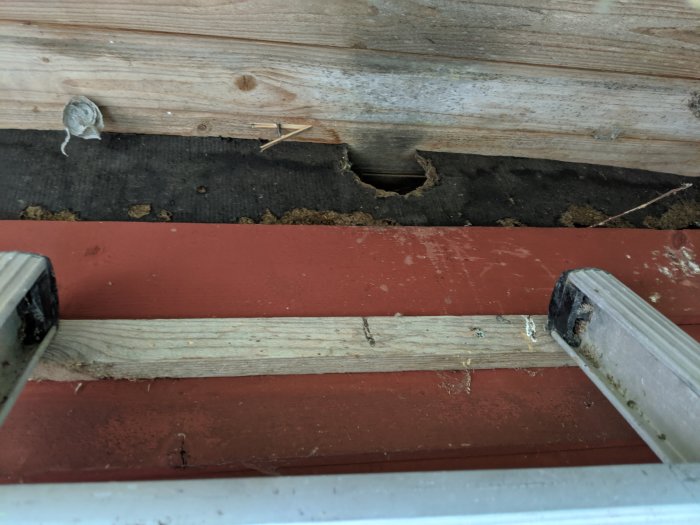 Skadad takfot med synlig råspont och isolering där ekorre gjort hål.