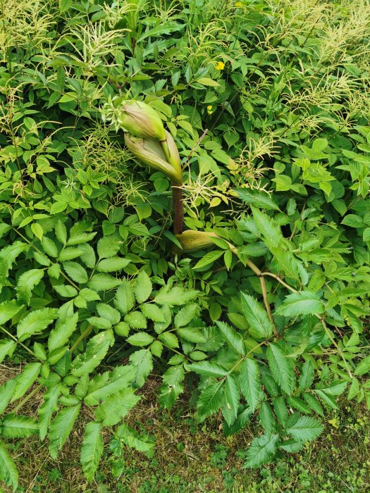 Grovstjälkad planta med stora gröna blad, ej björnloka, bland annan grönska.