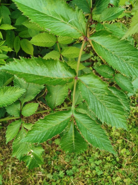Gröna blad till en växt som misstogs för att vara björnloka, tätt sammansatta på grenar.