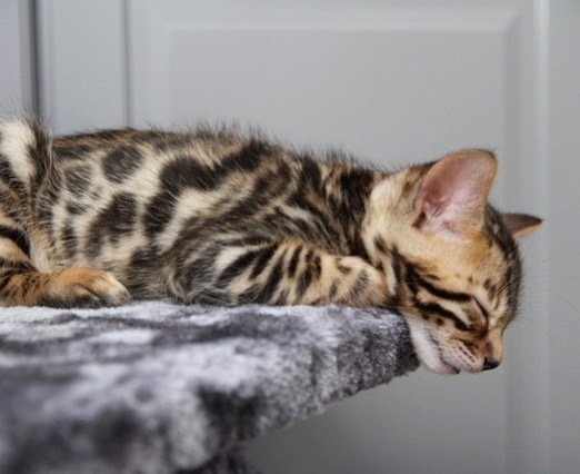 Lilla Keiko, en sovande bengalkattunge, ligger bekvämt på en grå filt.