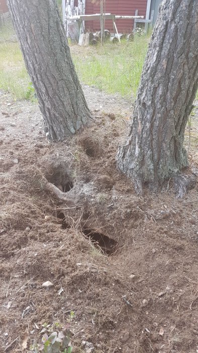 Stora hål i marken vid en tallrot, ca 15 cm i omkrets, potentiellt grävda av djur.