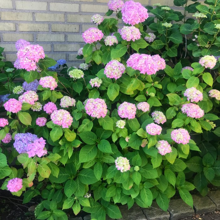 Rosa och blå hortensiabuskar i full blom framför en tegelvägg.