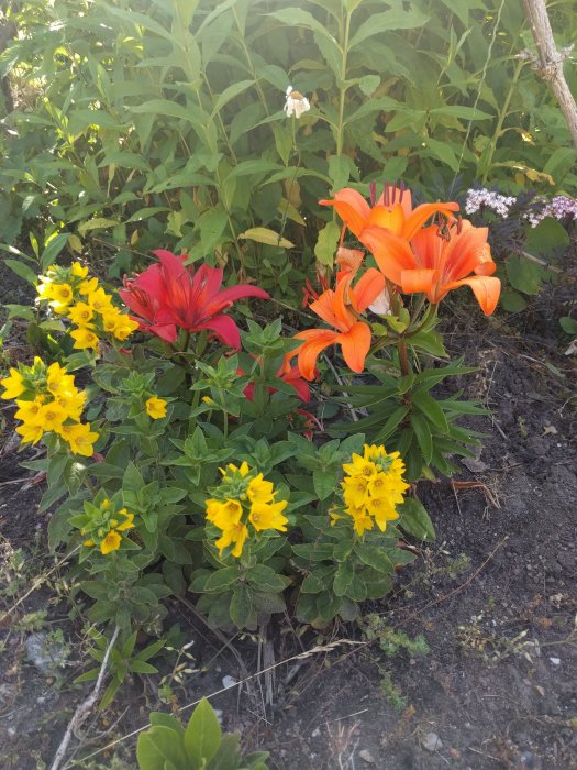 Röda och orangea liljor bland gula blommor, misstänkta för att vara ogräs, i en trädgård.