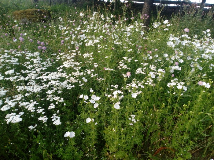 Vildvuxen gräsmatta med vitt och rosa blommande ogräs.