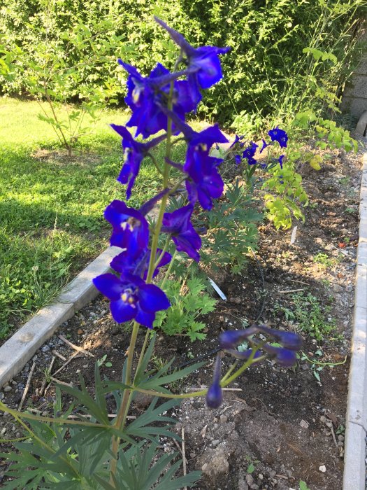 Blå blommande Delphinium ’Atlantis’ (riddarsporre) i suddig trädgårdsmiljö med grönska i bakgrunden.