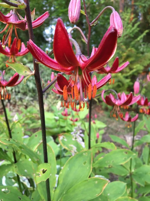 Röda krolliljor 'Lilium martagon Claude Shride' med glansiga blad som påminner om plast.