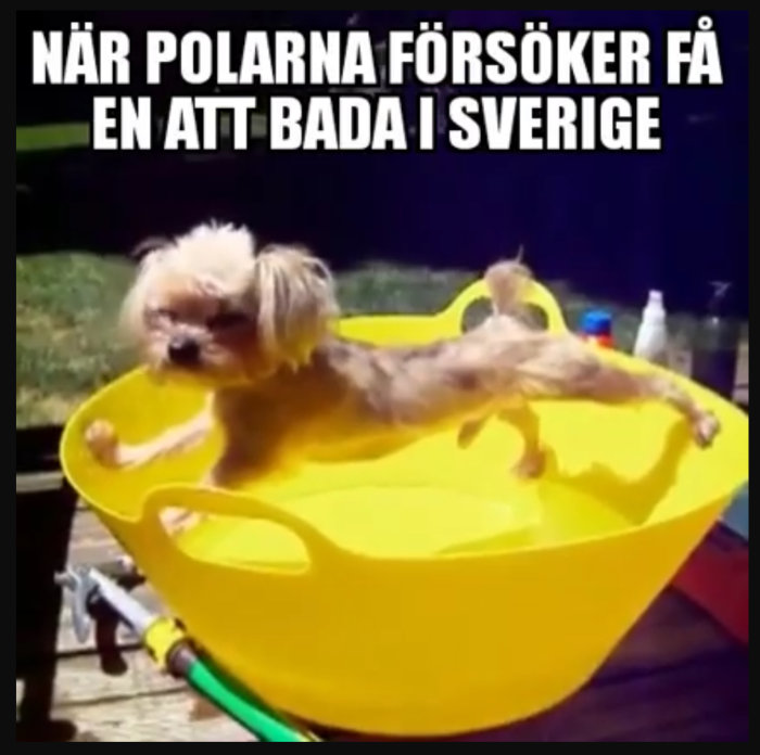 Hund sträcker ut sig i en gul skottkärra som ser ut som en badbalja med texten "När polarna försöker få en att bada i Sverige".