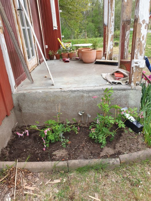 Nyplanterad rabatt med blommande växter vid ett rött hus med jordkvarter och trädgårdsredskap i bakgrunden.