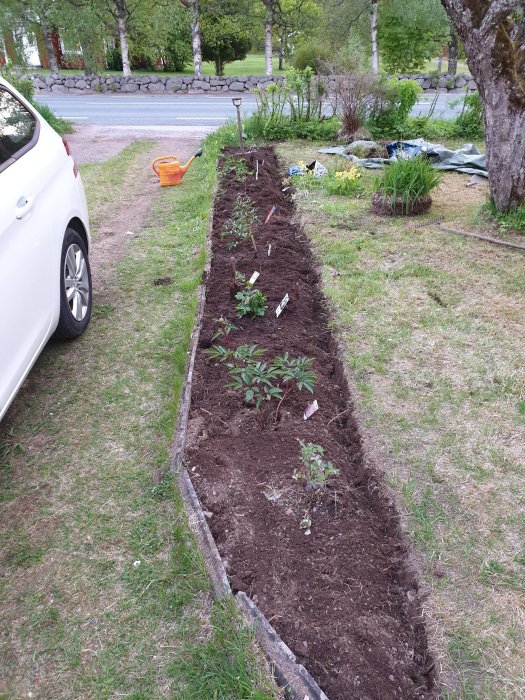 Nygrävd tantrabatt längs grusgång med nyligen planterade blommor och en vattenkanna i bakgrunden.