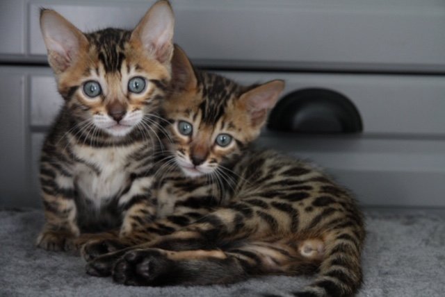 Två bedårande kattungar med präglade mönster ligger bredvid varandra.