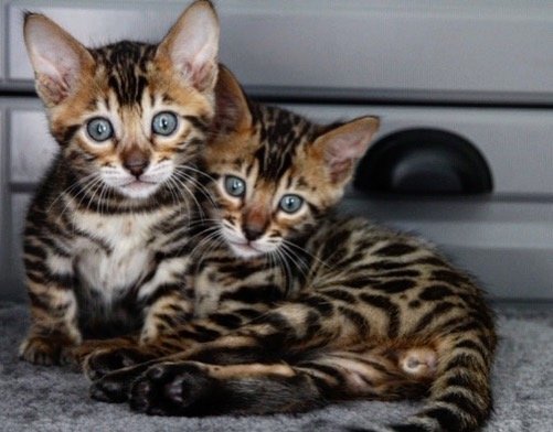 Två bedårande kattungar med leopardliknande mönster ligger intill varandra.