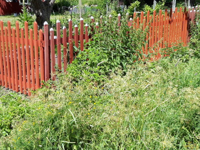 Rött trästaket med varierande nyanser av Falu Rödfärg omgivet av grönt ogräs och nässlor.