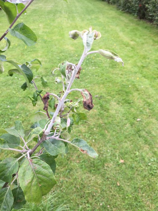 Äppelträdsgren med krullande blad och bruna fläckar, möjlig sjukdomsindikator.