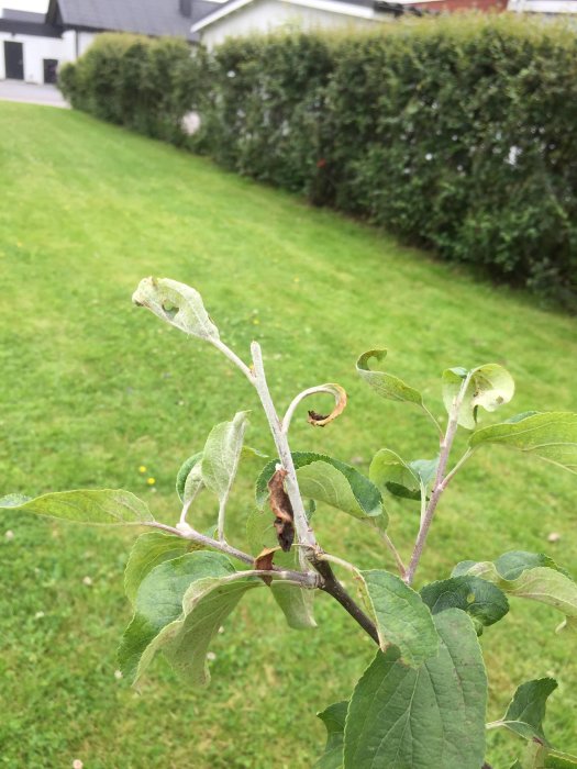 Äppelträdsgren med vita toppar och krullade blad med bruna fläckar i en trädgård.