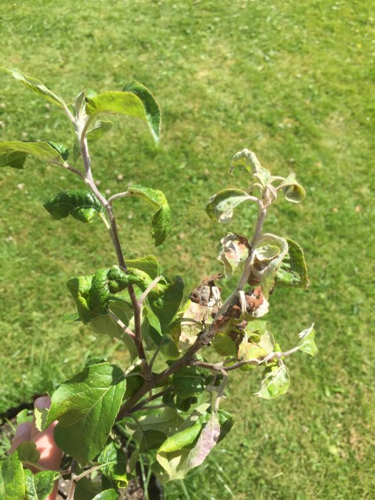 Äppelträdsgren med krulliga blad och bruna fläckar mot en bakgrund av gräsmatta.