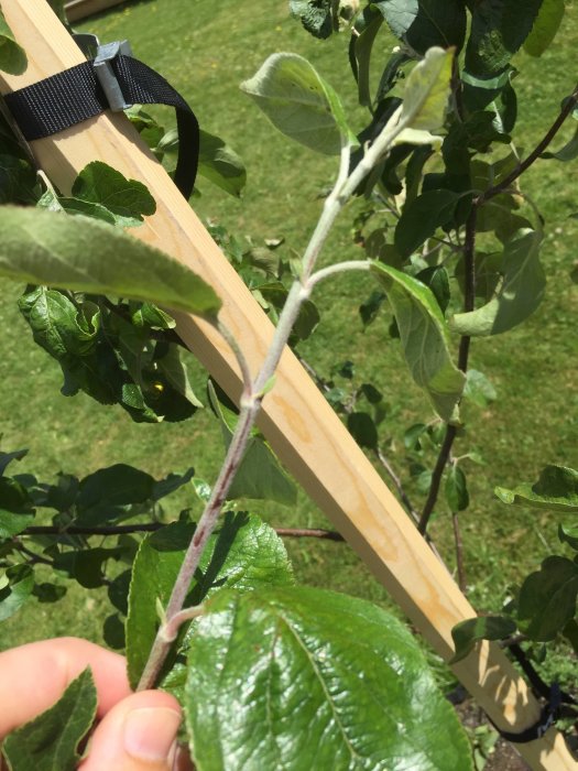 Närbild på ett ungt äppleträds gren med vita utslag och krulliga blad med bruna fläckar.