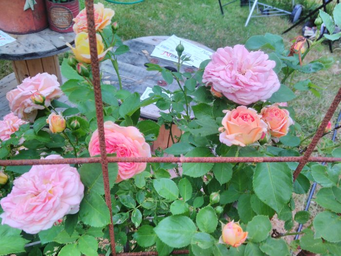 Lush Alchymist roses in bloom, with shades of pink and yellow, behind a rusty garden fence.