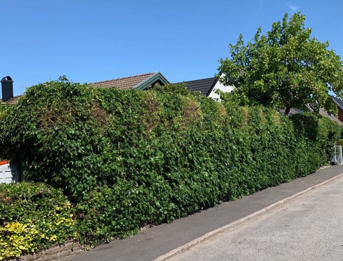 Ett högt, frodigt vildvin som täcker ett 15 meter långt plank utmed en gata.