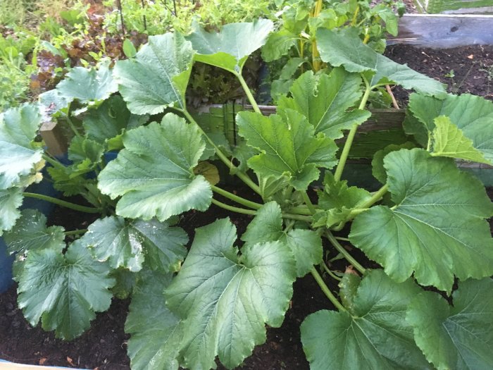 Lush green squash plants growing in a garden bed with large leaves and visible stems.