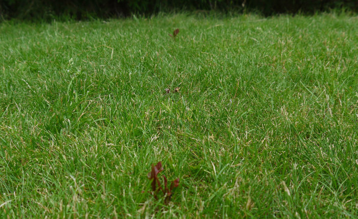 Gräsmatta med uppväxande parkslide som sticker upp över gräset.