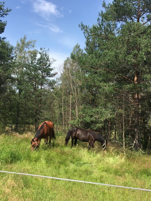 Två hästar betar i en äng nära en skog, avskild med ett vitt stängsel.