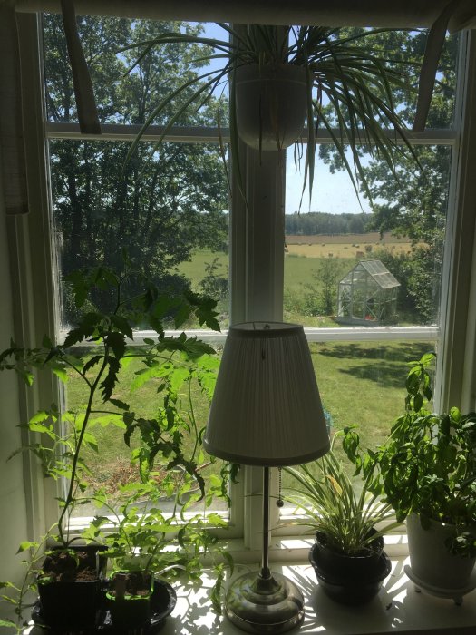 Utsikt från ett fönster med krukväxter och en lampa, med ett grånat rapsfält och ett växthus i bakgrunden.