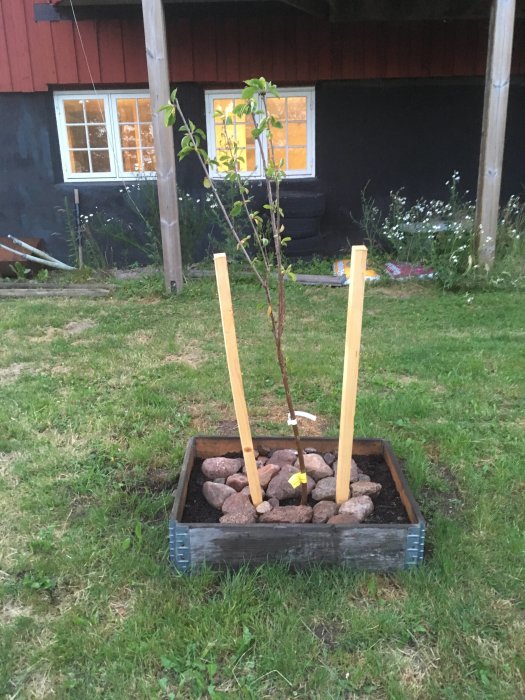 Nyligen planterat gult körsbärsträd i trädgården med stödpinnar och omgivet av stenar.