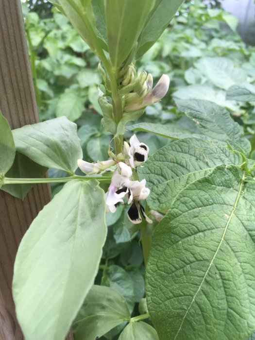 Bondböna i blom med vita och svarta blommor omgivna av stora gröna blad mot en bakgrund av potatisplantor.