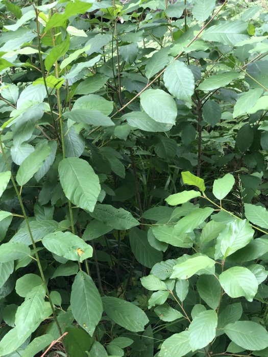 Lummig slänt med gröna lövverk som misstänks vara Parkslide.