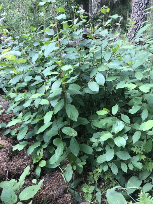 Slänt med gröna växter misstänkta för att vara Parkslide i blandad skogsmiljö.