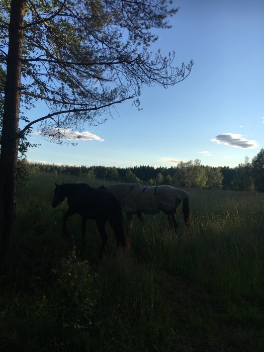 Två hästar betar i en äng, en med täcke, omgiven av träd och kvällshimmel.