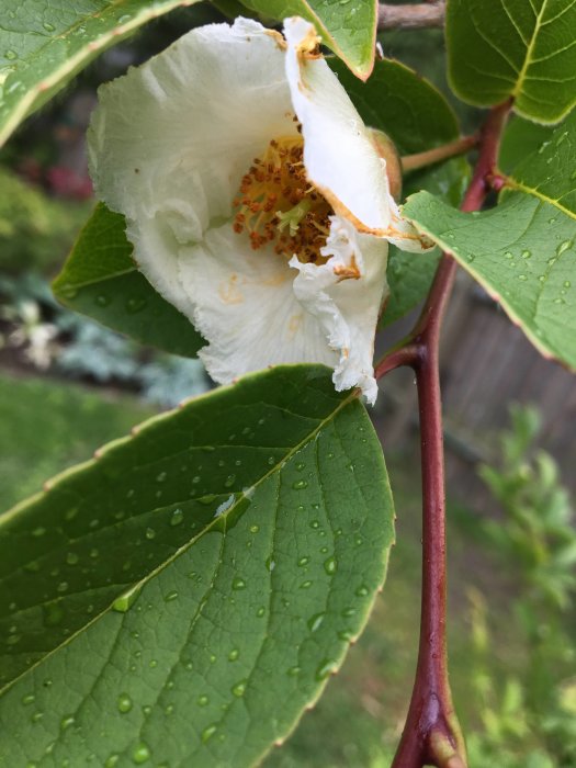 Vit blomma av skenkamelia med vattendroppar på bladen, närbild.