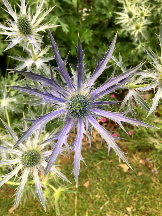 Nyligen utslagna blå Eryngium x zabelii 'Big Blue' blommor mot en suddig grön bakgrund.