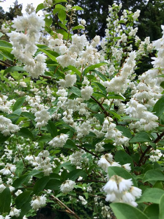 Vitblommande praktdeutzia i förgrunden med riklig blomning och gröna blad, omtyckt av humlor.