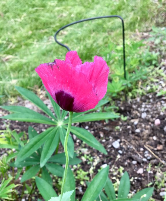 Rosa opievallmo (Papaver somniferum) med mörkt mitt, bland gröna blad i en trädgård.