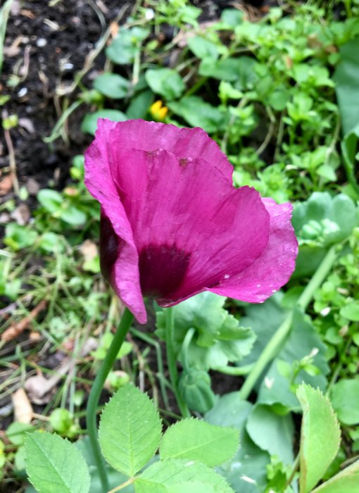 Närbild på en ensam rosa opievallmo i blom mot en suddig bakgrund av gröna växter.