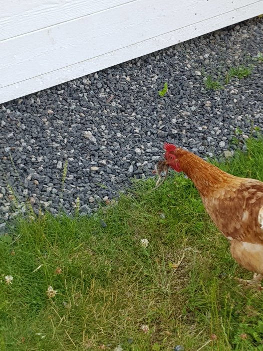 Höna utomhus med en mus i munnen bredvid ett vitt hus och grusunderlag.