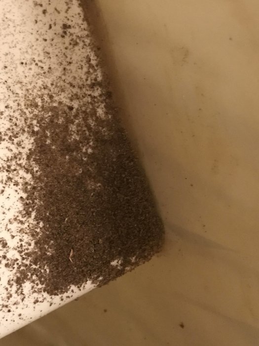 Ansamling av sågspån i ett hörn av ett rum, möjlig indikation på skadedjur.