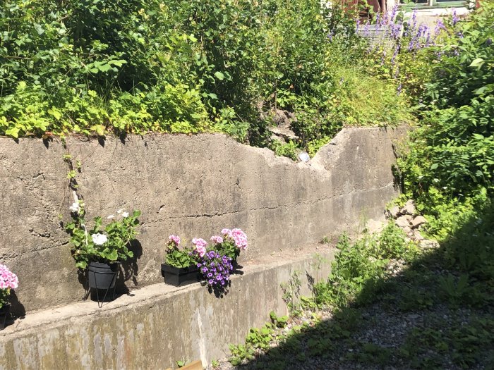 Äldre stödmur av betong med slitage, dekorerad med blomkrukor, intill en trädgård med växtlighet.